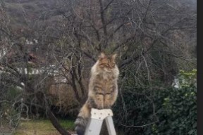 九游游戏中心-“法甲争夺激烈，积分榜上演精彩大逆转”，法甲积分榜榜