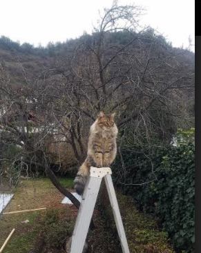 “法甲争夺激烈,积分榜上演精彩大逆转”,法甲积分榜榜