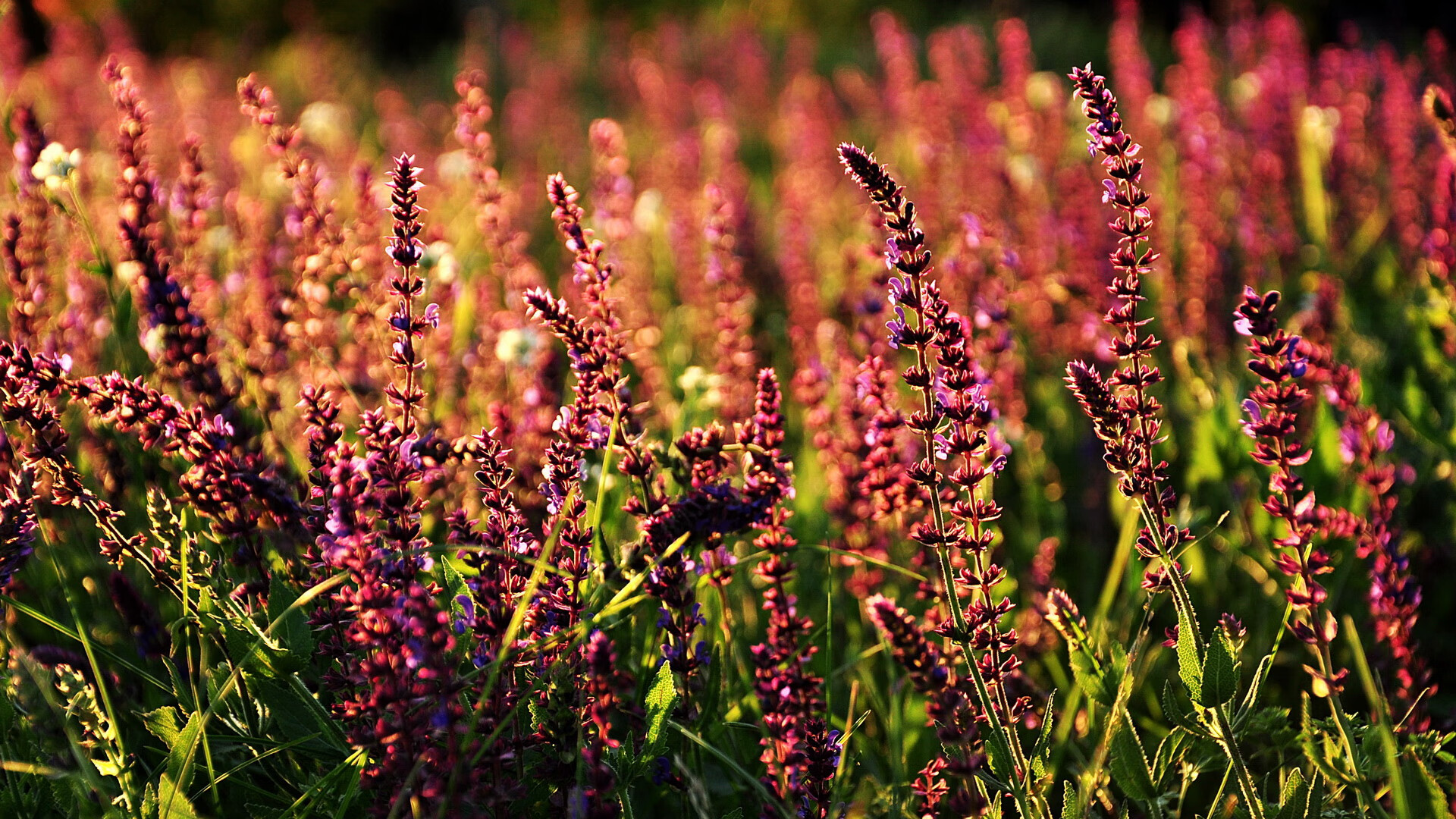 【现场气氛火爆】球迷疯狂助威点燃比赛激情，球迷疯狂庆祝